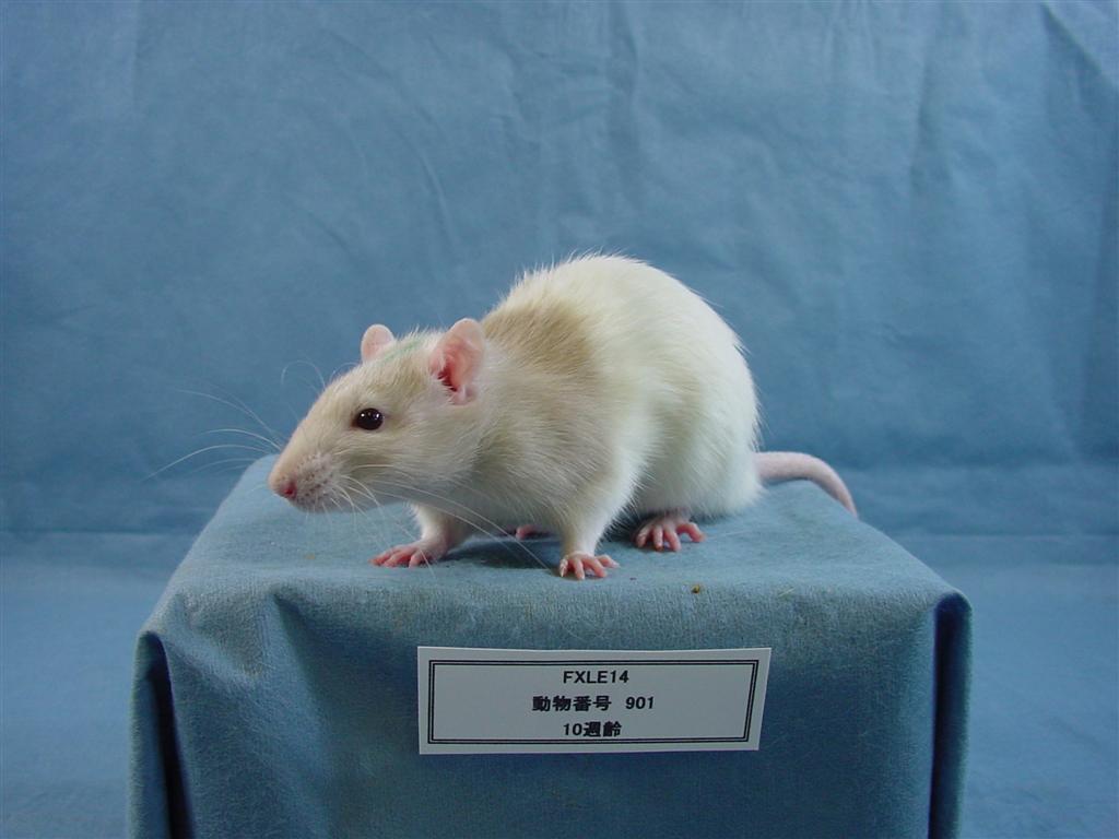Rat Strains